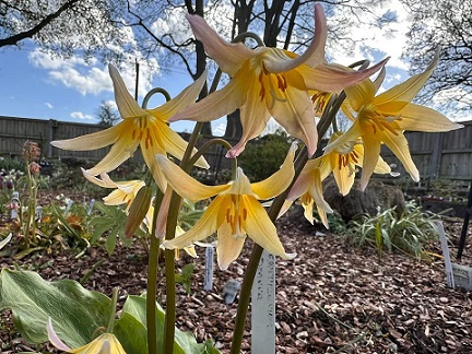 Erythronium Joanna